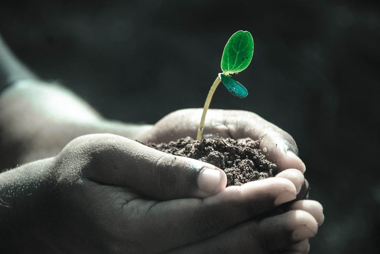 Hands holding a young green plant, a symbol of growth through psychological therapy