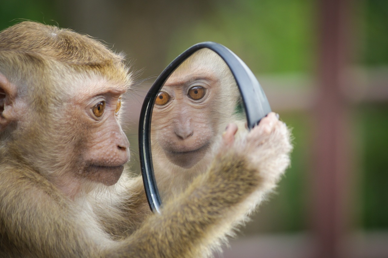 monkey looking in the mirror, self confidence, NLP. unshakable self confidence, feeling to healing self confidence