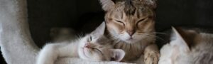 three cats relaxing and bonding, erotic bonding in relationships