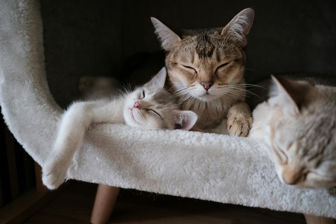 three cats relaxing and bonding, erotic bonding in relationships