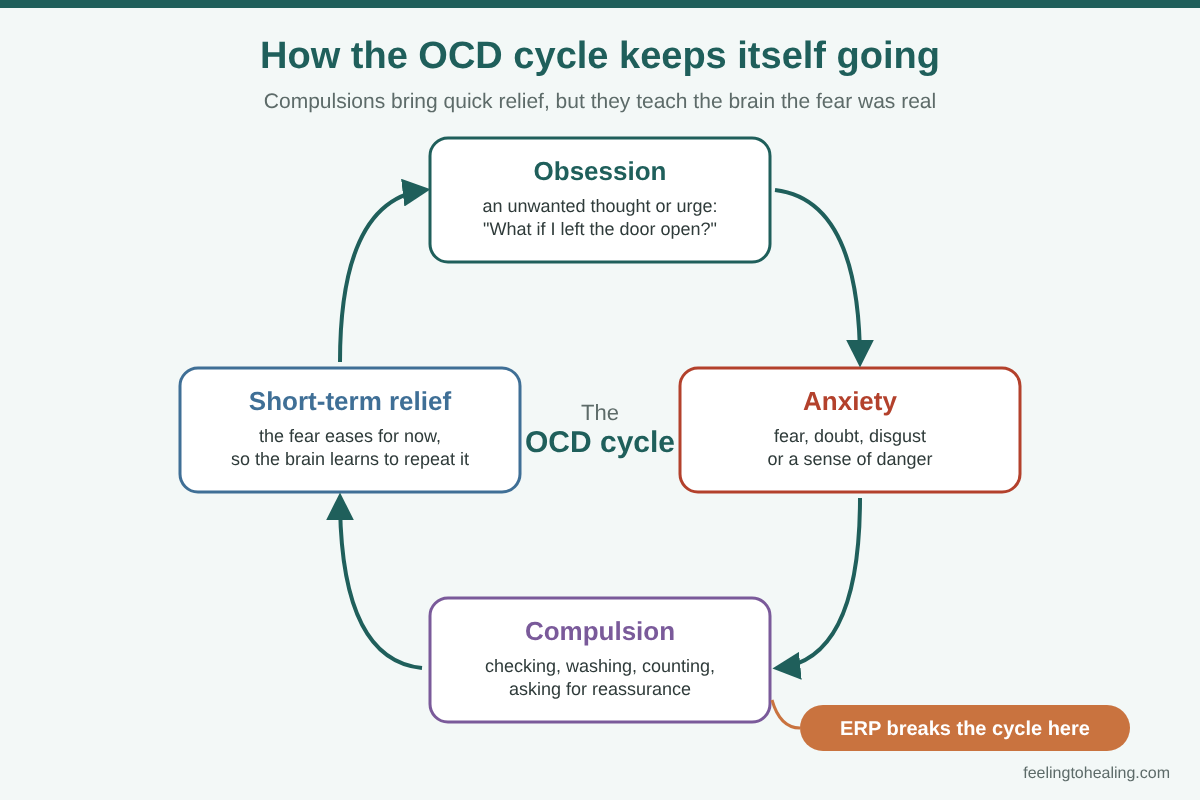 OCD Treatment in London and Online 2 Diagram of the obsessive compulsive disorder cycle: obsession, anxiety, compulsion and short-term relief, with ERP breaking the cycle at the compulsion